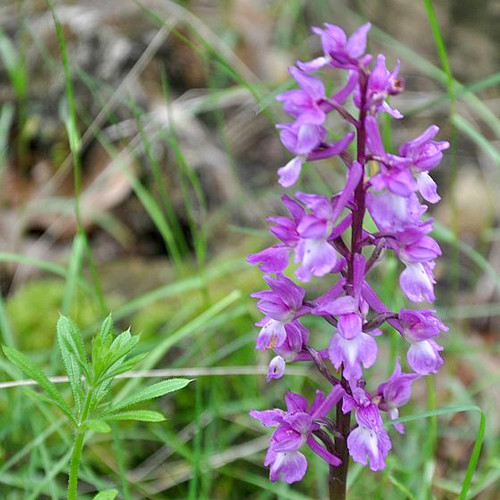 Orchis de Robert