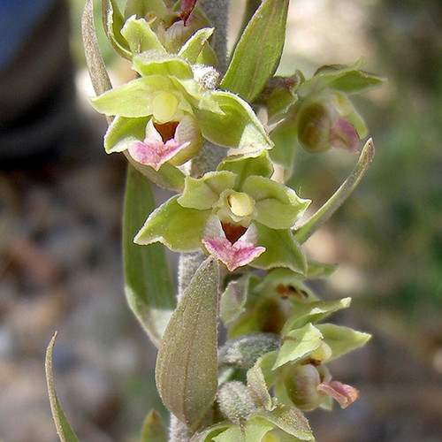 Epipactis Parviflora