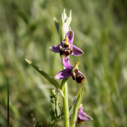 Ophrys bécasse